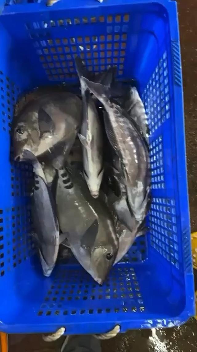 ⭐️花蓮七星潭定置漁場- 鋸齒鯛  300g／包