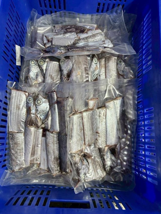 預購🐟✨ 自家漁船現撈｜季節限定白帶魚回來啦！ 🚢