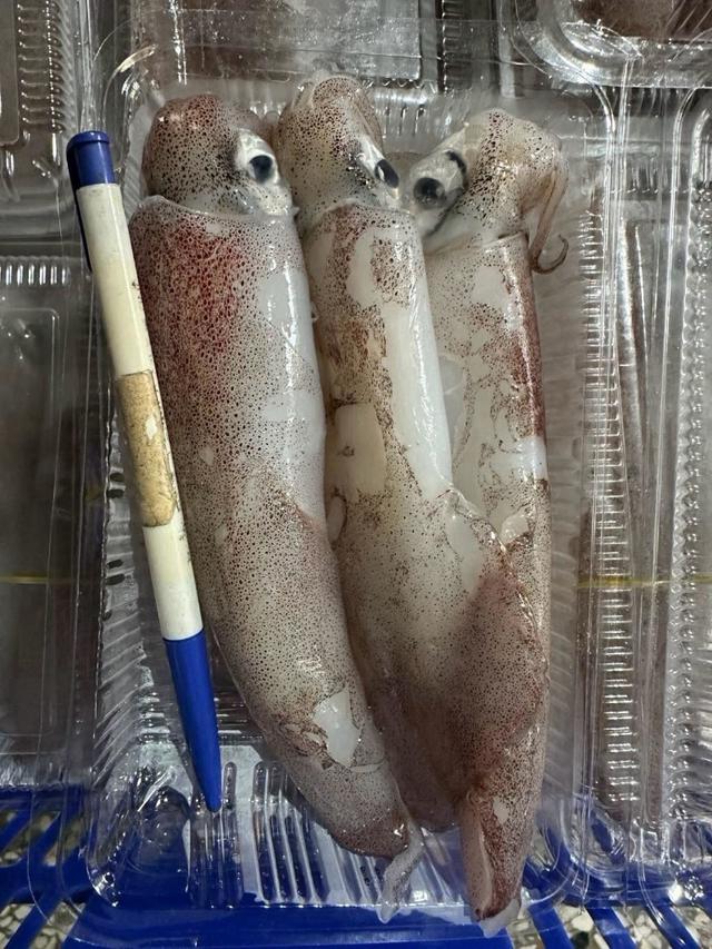 預購#季節限定 🦑🚢 新進港｜產季限定五文透抽盒卷 🚢🦑