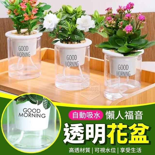 【預購商品】【0315結單】【批發】懶人福音-自動吸水透明花盆
