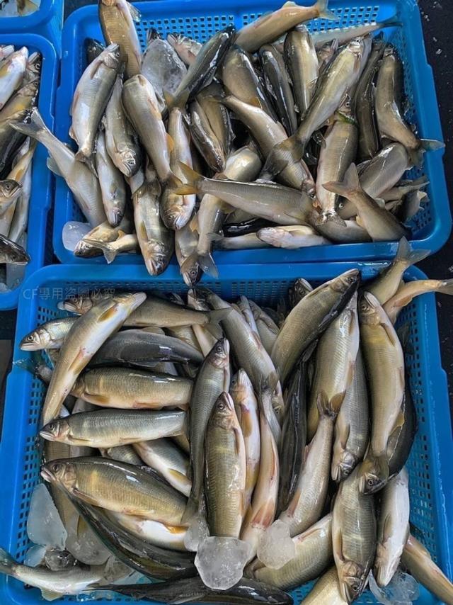 宜蘭產銷履歷公香魚4尾裝30包倍數免運不散賣