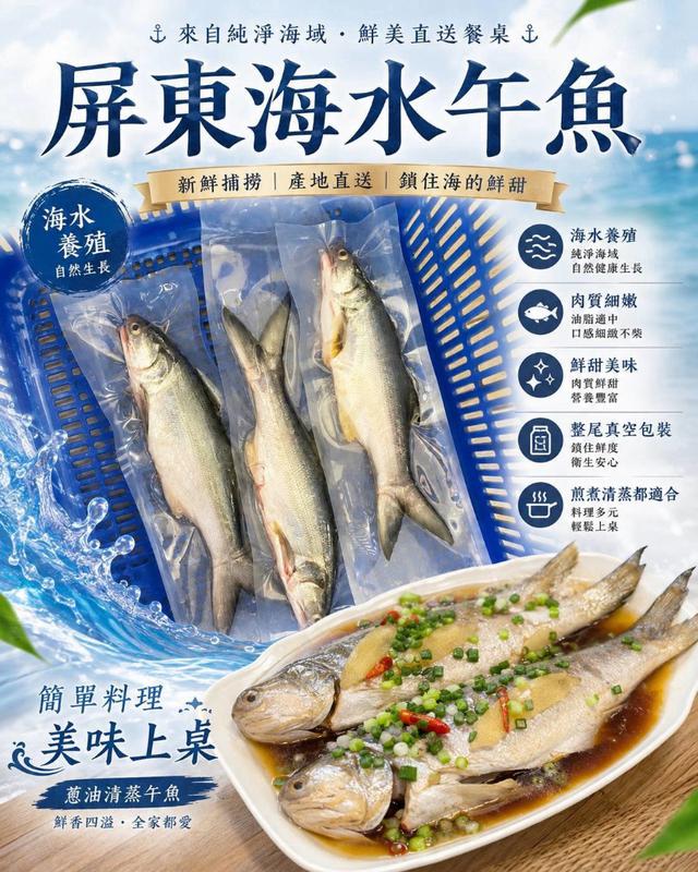 預購💗三去屏東海水午魚💗