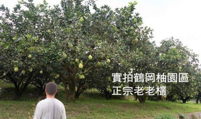 【預購】【0814結單】【批發】正花蓮鶴岡文旦10斤禮盒裝【宅配出貨】