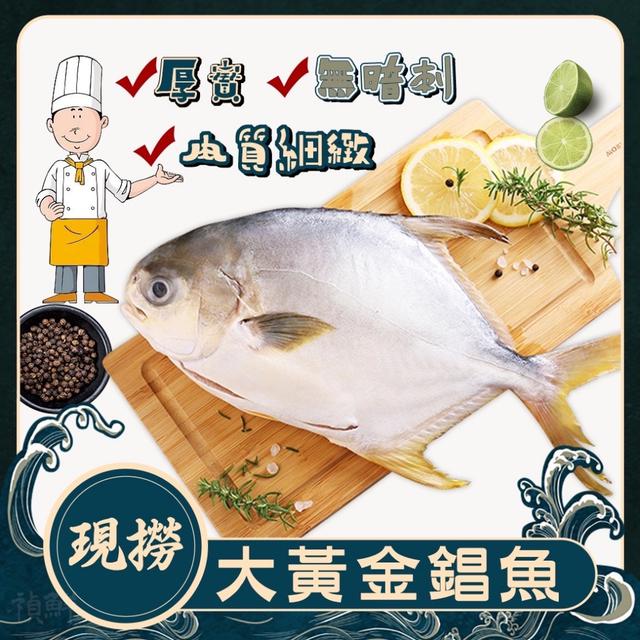 現貨 現撈黃金錩魚（400/500g±10%隻）
