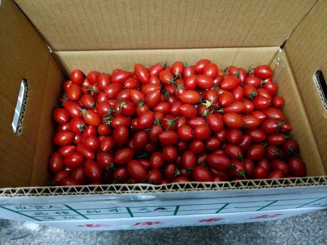 現貨-🍅 朋友家種的聖女小番茄！