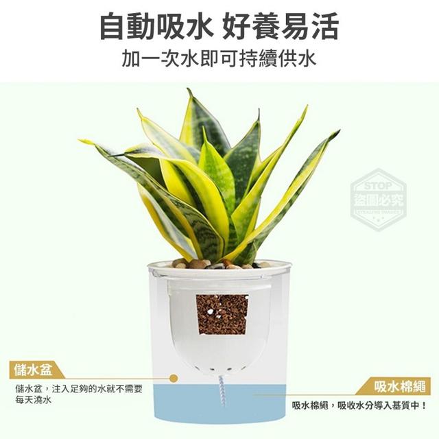 懶人福音自動吸水透明花盆一組4個 愛批發 五金百貨批發團購零售買賣貨源網