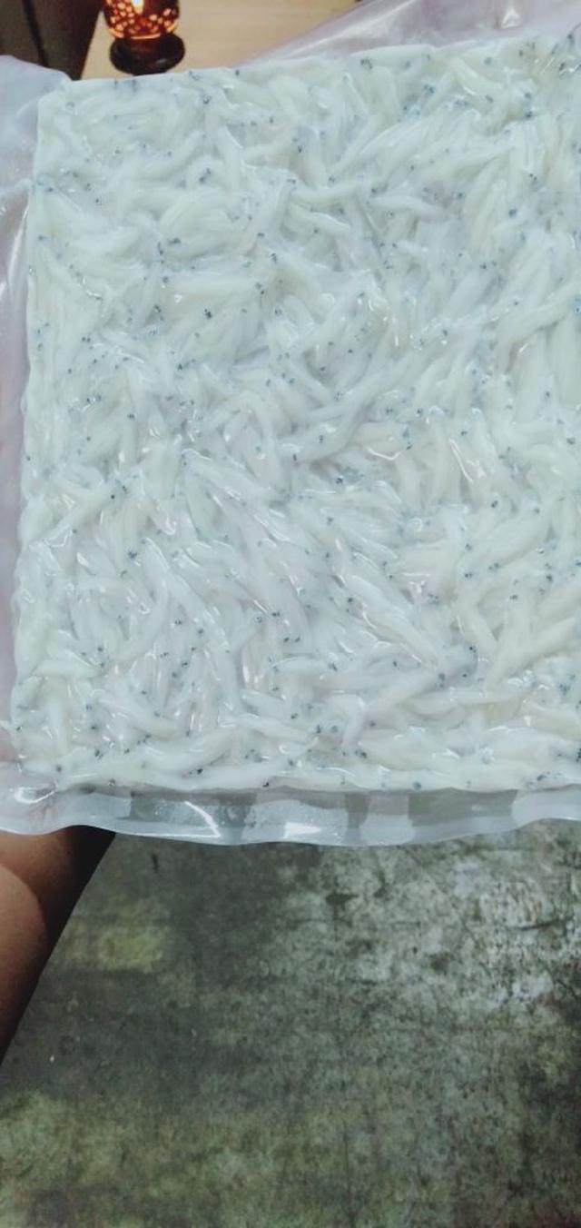 蚵仔寮吻仔魚