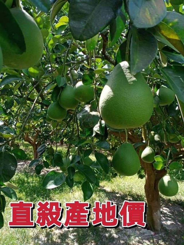 【預購】【0815結單】【批發】優選鶴岡文旦柚10斤【宅配出貨】