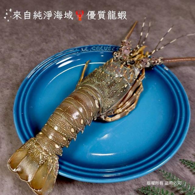 剖半生凍青龍龍蝦/半尾30隻半尾以上免運不散賣| 🐠 Zhenzhen全方位批發