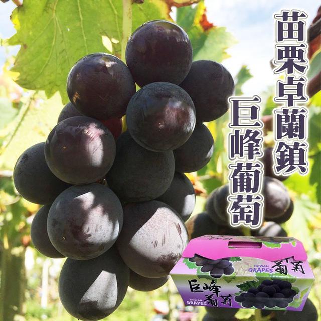 預購 苗栗卓蘭鎮巨峰葡萄 3.5台斤(6盒/箱)《箱出免運》-12/24號中午12點結單