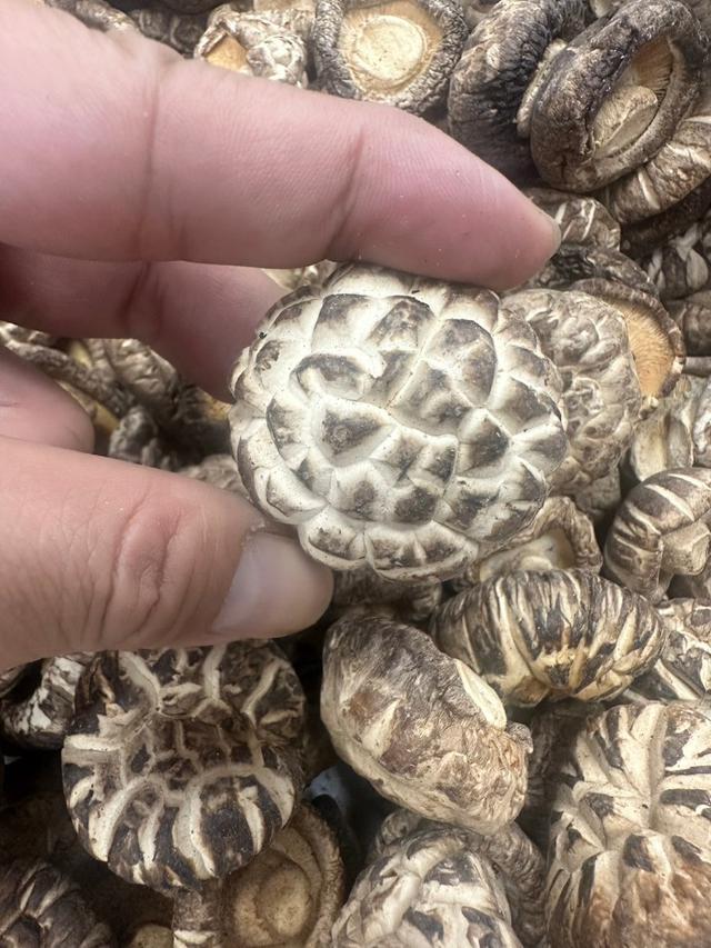 【預購商品】【0909結單】【批發】日本花菇100g 250906-26