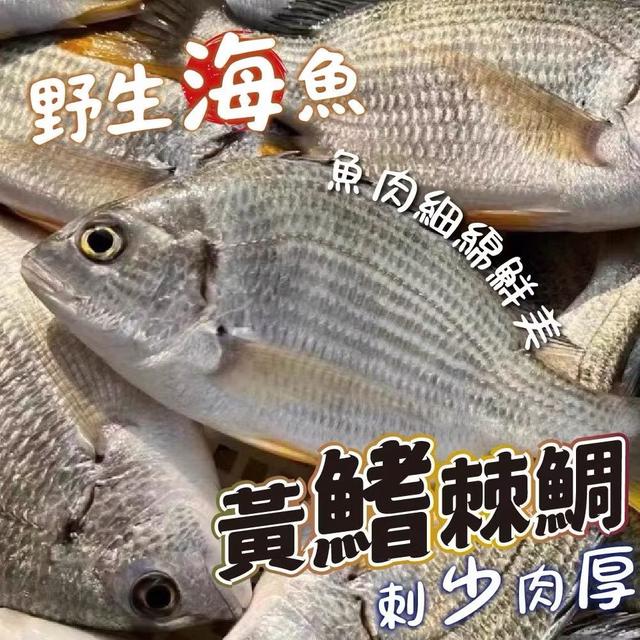 黃鰭棘鯛 殺清前 800-900g/尾〈冷凍配送不入倉 未達免運需運費〉-12/17號中午12點結單