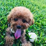 匠匠寵物用品專賣店 零售群