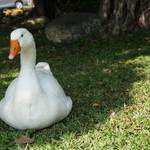 美國日本迪士尼及美妝代購 批發群