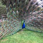 Fish 日澳 go 批發群