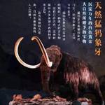 猛犸工艺 批發群