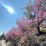 現貨+預購好康優惠群 批發群